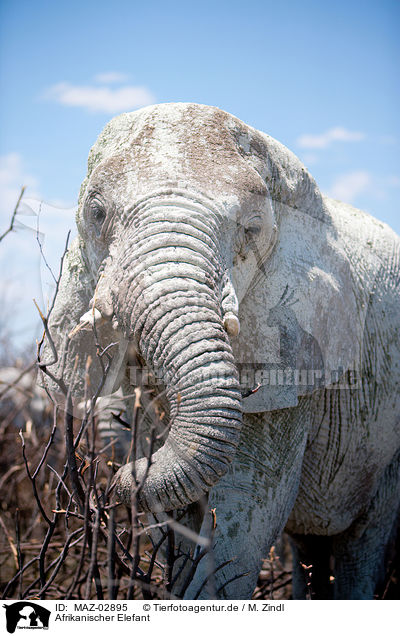 Afrikanischer Elefant / MAZ-02895