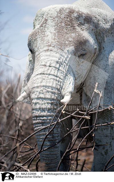 Afrikanischer Elefant / MAZ-02896
