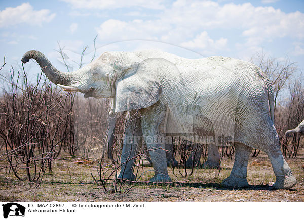Afrikanischer Elefant / MAZ-02897