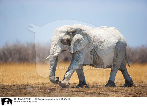 Afrikanischer Elefant / MAZ-02898