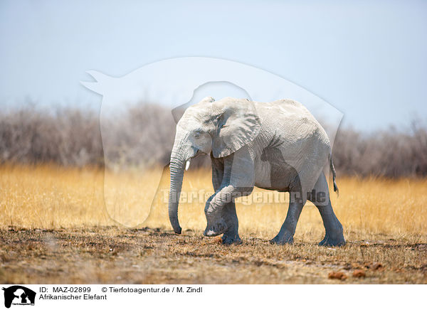 Afrikanischer Elefant / MAZ-02899