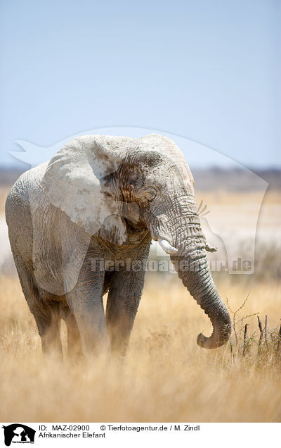 Afrikanischer Elefant / MAZ-02900