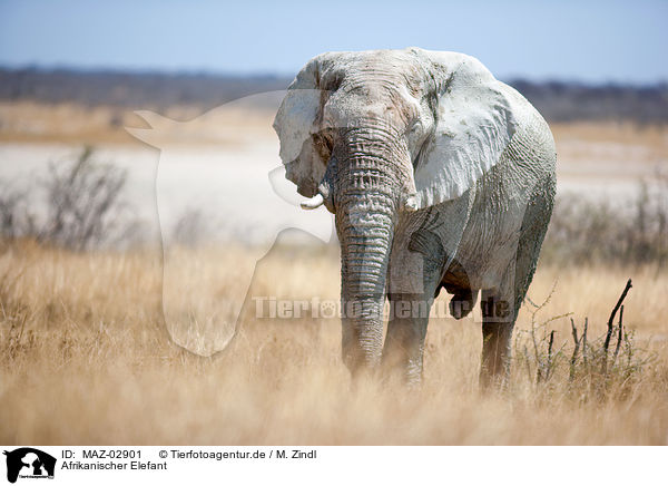 Afrikanischer Elefant / MAZ-02901