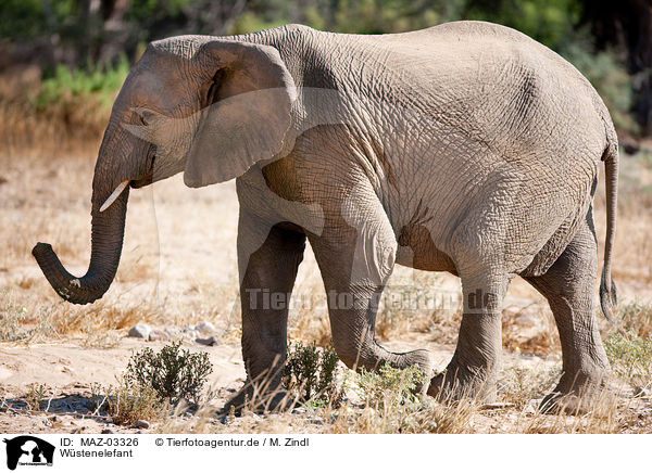 Wstenelefant / African elephant / MAZ-03326