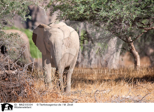 Wstenelefant / African elephant / MAZ-03334