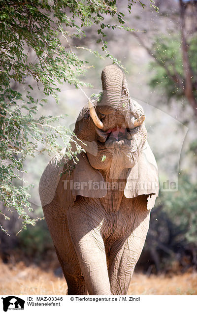 Wstenelefant / African elephant / MAZ-03346