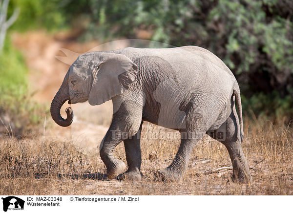 Wstenelefant / African elephant / MAZ-03348