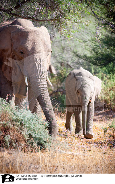 Wstenelefanten / African elephants / MAZ-03350