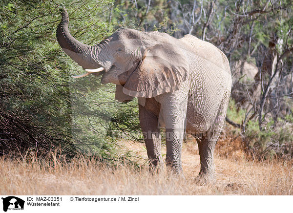 Wstenelefant / African elephant / MAZ-03351