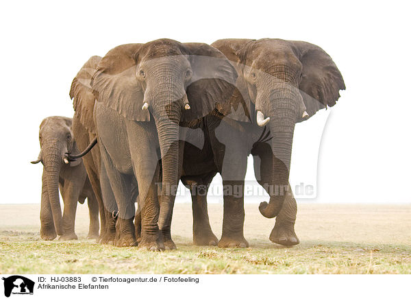 Afrikanische Elefanten / HJ-03883