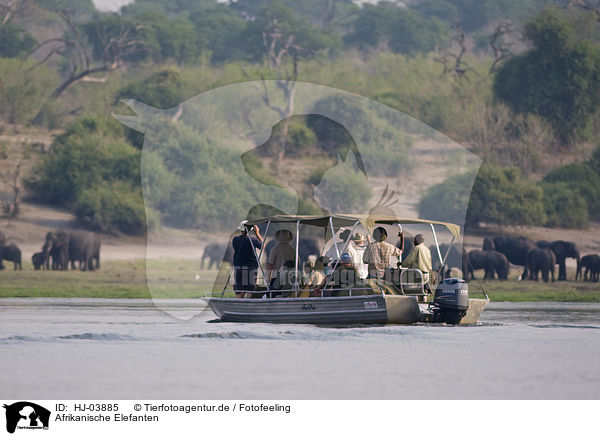 Afrikanische Elefanten / african elephants / HJ-03885