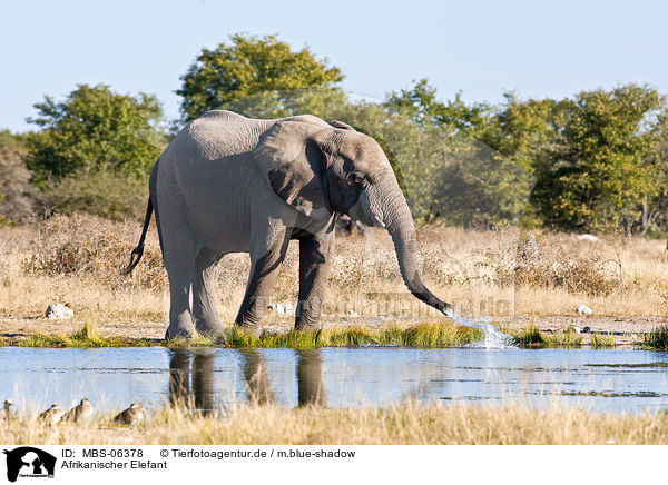 Afrikanischer Elefant / MBS-06378