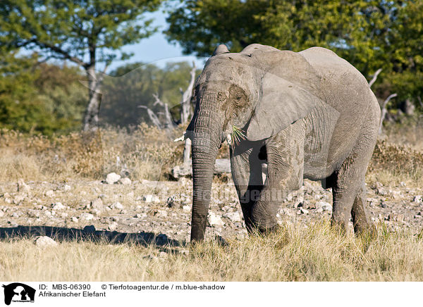 Afrikanischer Elefant / MBS-06390