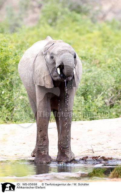 Afrikanischer Elefant / African elephant / WS-05698