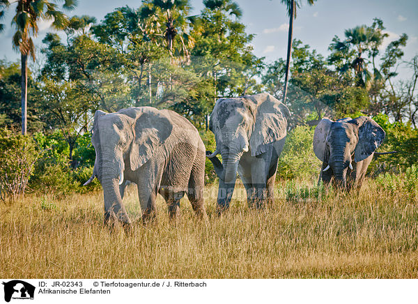 Afrikanische Elefanten / African elephants / JR-02343