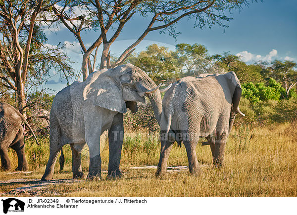 Afrikanische Elefanten / African elephants / JR-02349