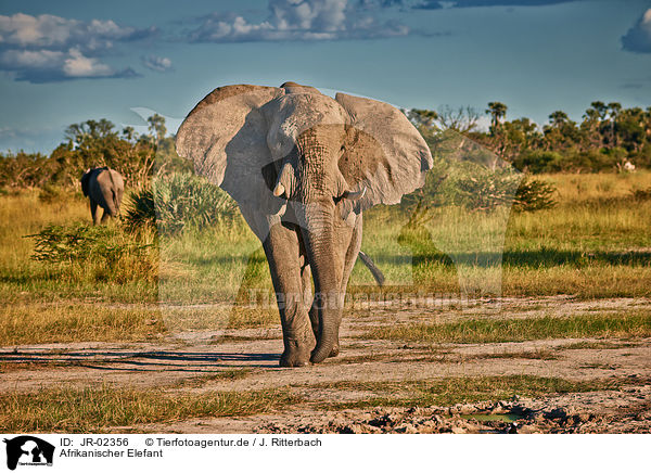 Afrikanischer Elefant / African elephant / JR-02356