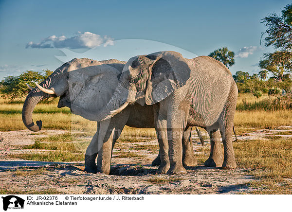 Afrikanische Elefanten / African elephants / JR-02376