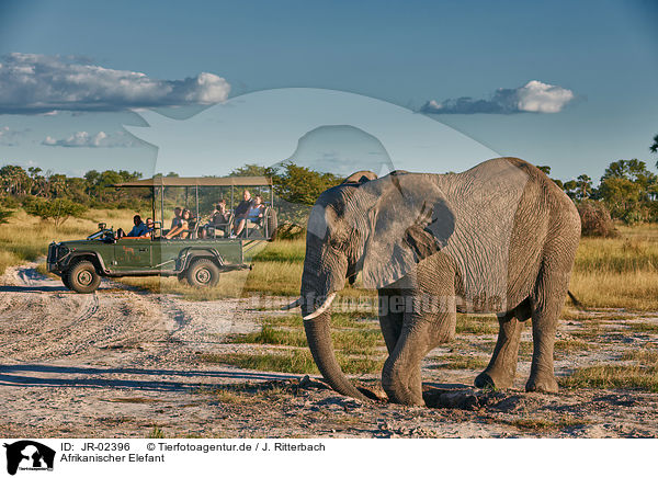 Afrikanischer Elefant / African elephant / JR-02396