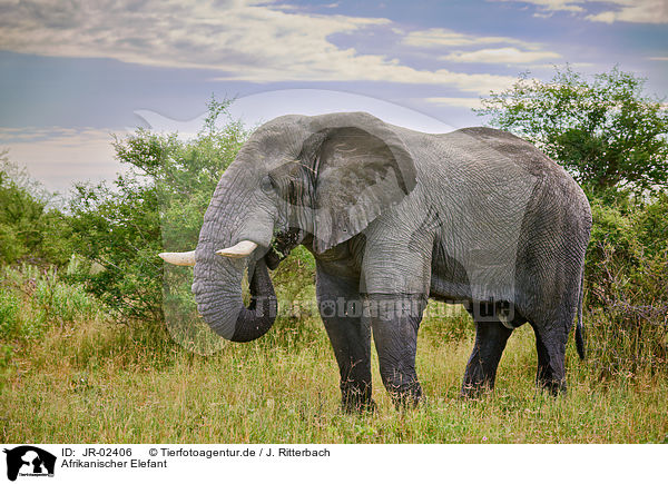 Afrikanischer Elefant / African elephant / JR-02406