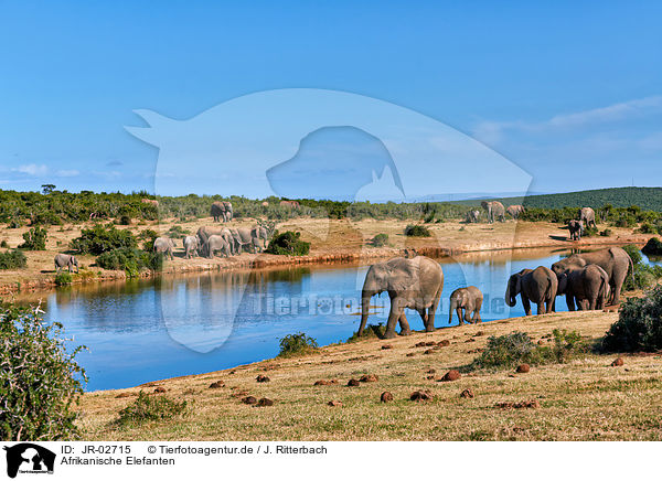 Afrikanische Elefanten / African elephants / JR-02715