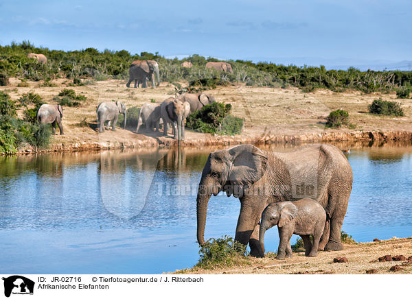 Afrikanische Elefanten / African elephants / JR-02716