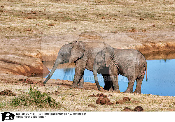 Afrikanische Elefanten / African elephants / JR-02718