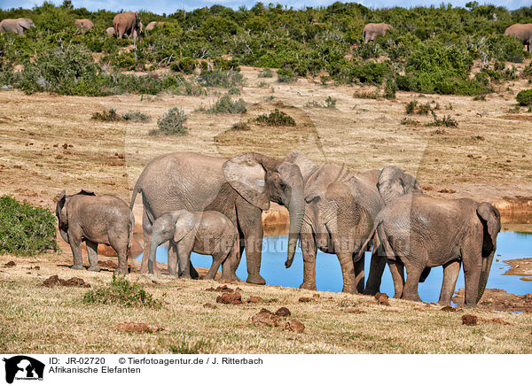 Afrikanische Elefanten / JR-02720
