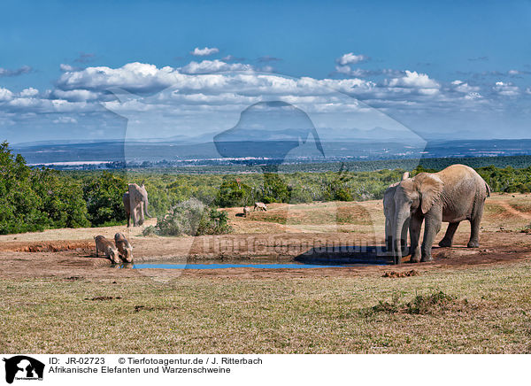 Afrikanische Elefanten und Warzenschweine / JR-02723