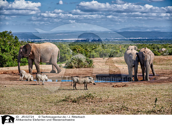 Afrikanische Elefanten und Warzenschweine / African elephants and wart hogs / JR-02724
