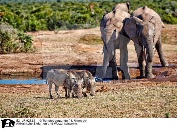 Afrikanische Elefanten und Warzenschweine / African elephants and wart hogs / JR-02725