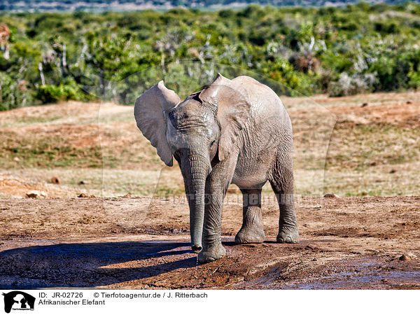 Afrikanischer Elefant / African elephant / JR-02726