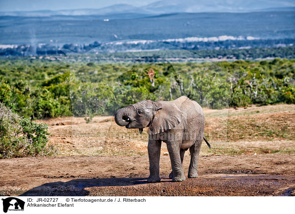 Afrikanischer Elefant / JR-02727