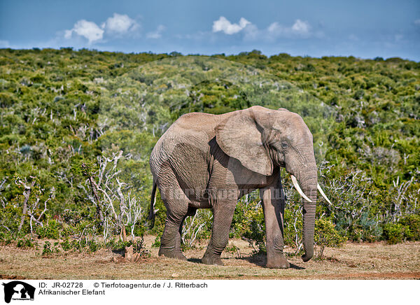 Afrikanischer Elefant / African elephant / JR-02728