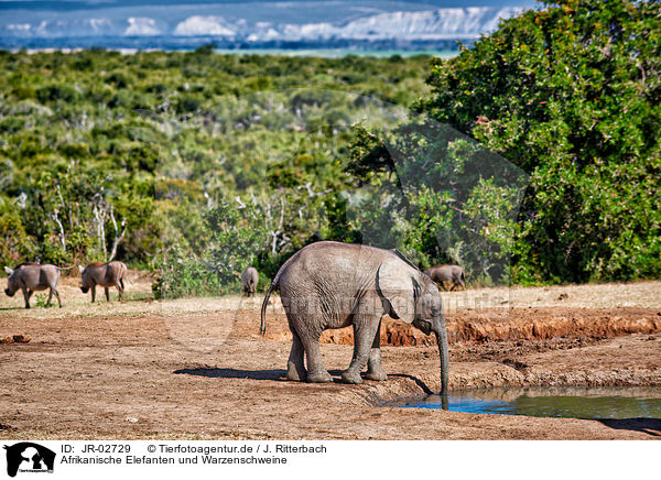 Afrikanische Elefanten und Warzenschweine / JR-02729
