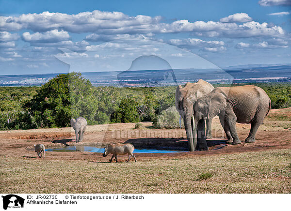 Afrikanische Elefanten / African elephants and wart hogs / JR-02730