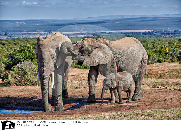 Afrikanische Elefanten / African elephants / JR-02731