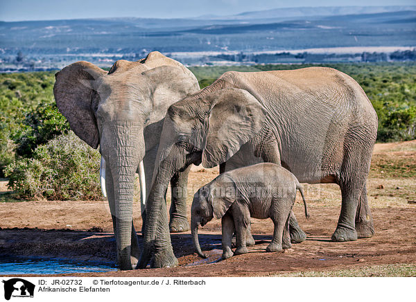 Afrikanische Elefanten / JR-02732