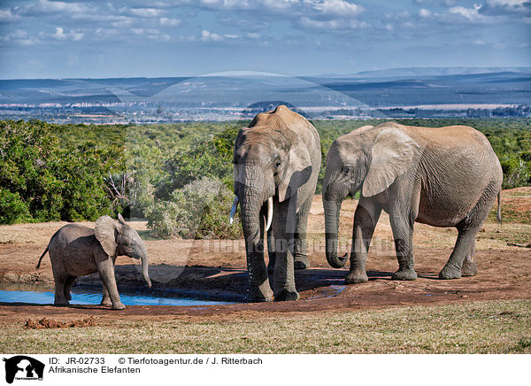 Afrikanische Elefanten / African elephants / JR-02733