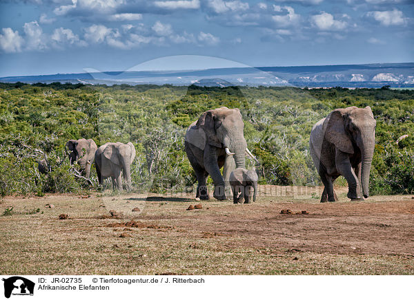 Afrikanische Elefanten / JR-02735