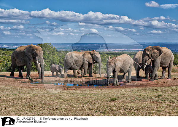 Afrikanische Elefanten / JR-02736