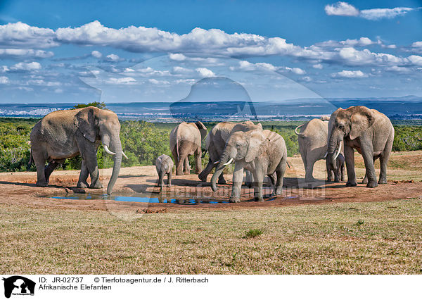 Afrikanische Elefanten / JR-02737