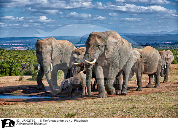 Afrikanische Elefanten / JR-02739