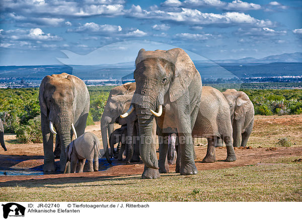 Afrikanische Elefanten / African elephants / JR-02740