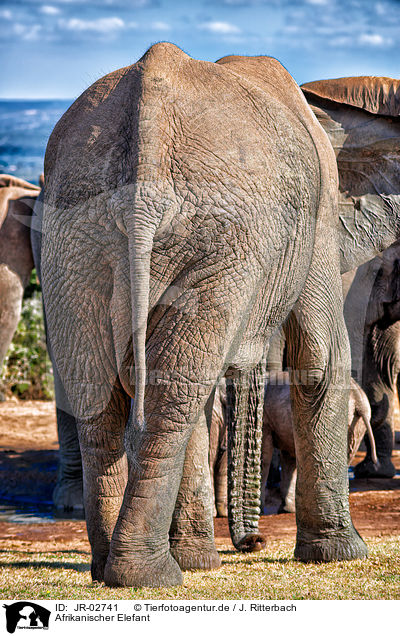 Afrikanischer Elefant / JR-02741