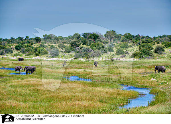 Afrikanische Elefanten / JR-03132