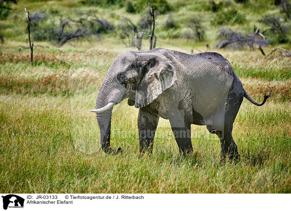 Afrikanischer Elefant / JR-03133