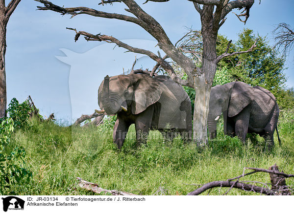 Afrikanische Elefanten / JR-03134