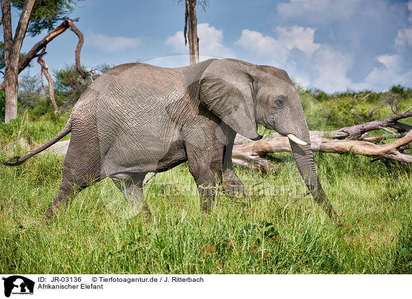 Afrikanischer Elefant / JR-03136