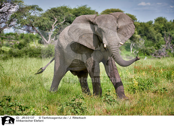 Afrikanischer Elefant / JR-03137